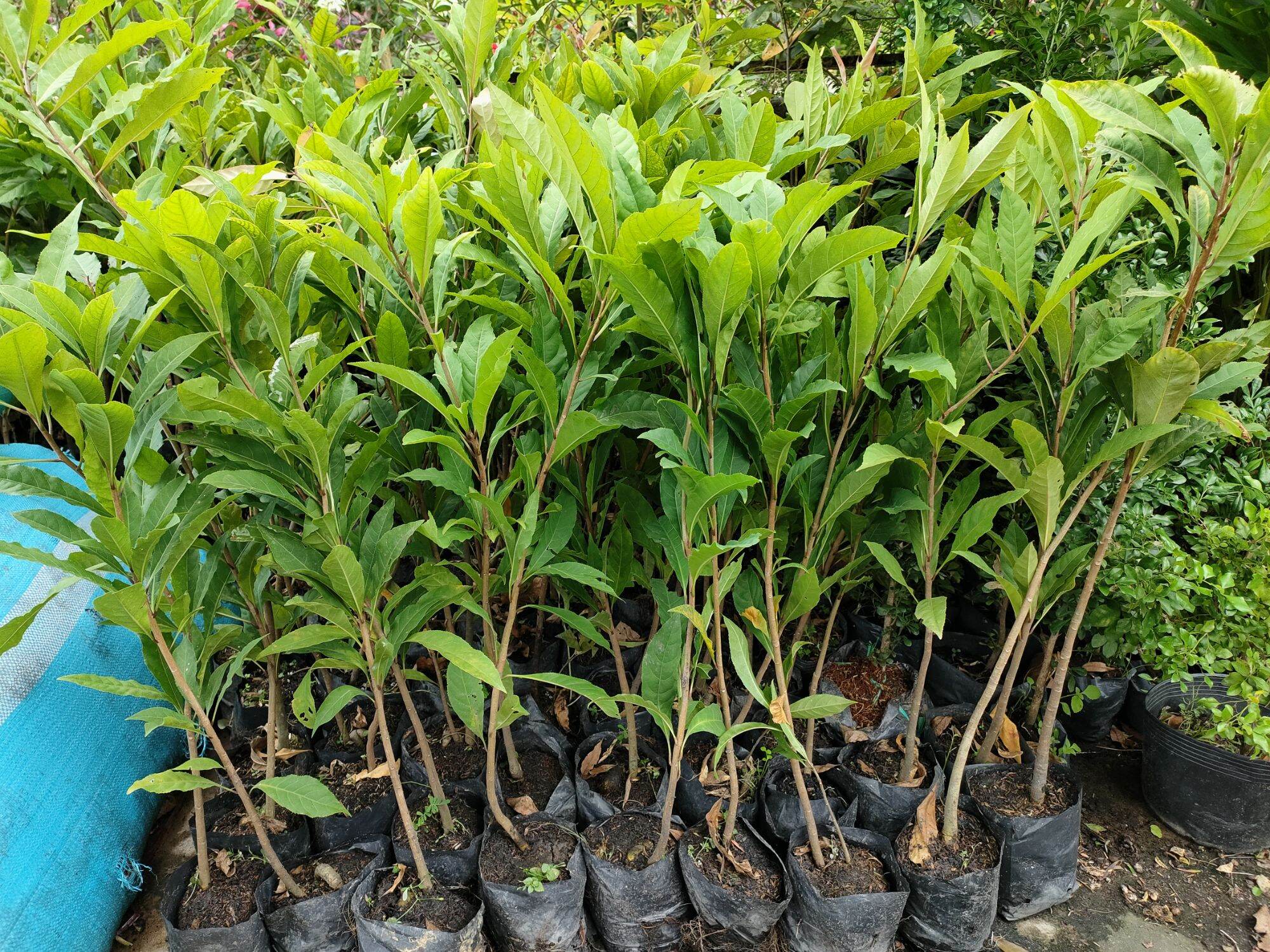 Combo 10 cây lộc vừng hoa đỏ