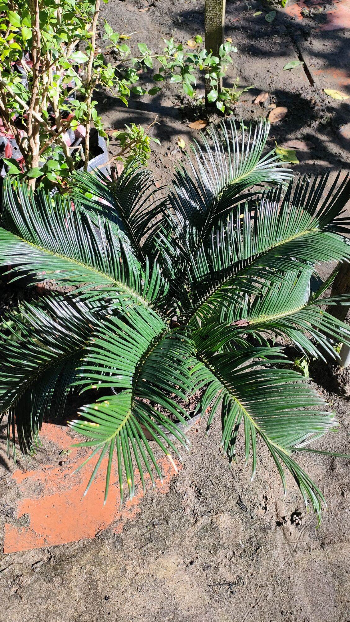 Cây vạn tuế ( gốc như hình thân to )