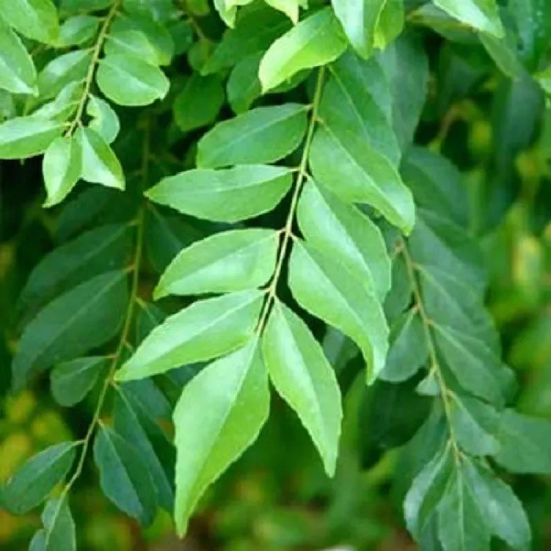 Lá cà ri tươi 100 gram gia vị nấu ăn