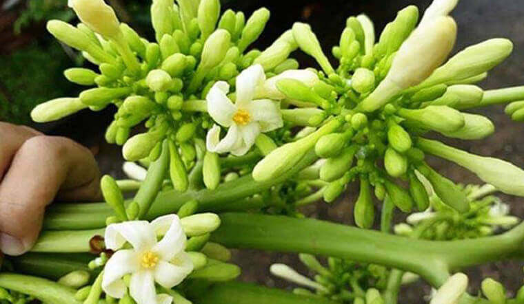 Hạt đu đủ đực 10 hạt giống chuẩn
