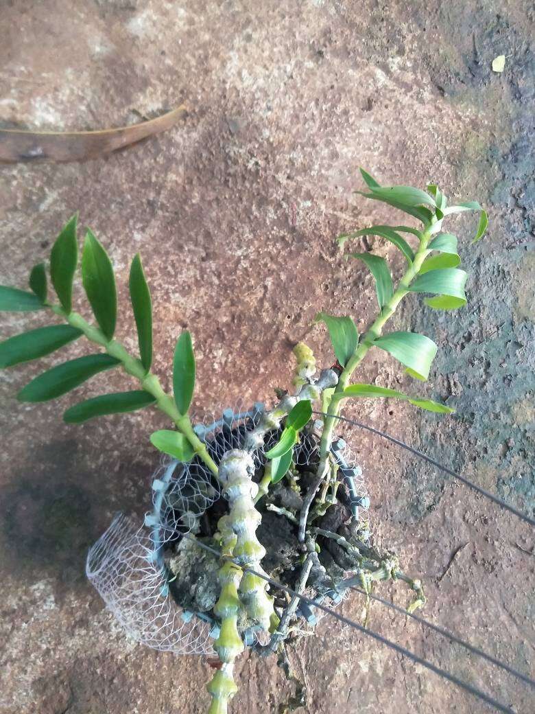 Hoa lan trúc phật bà đang  chậu đã bám rễ