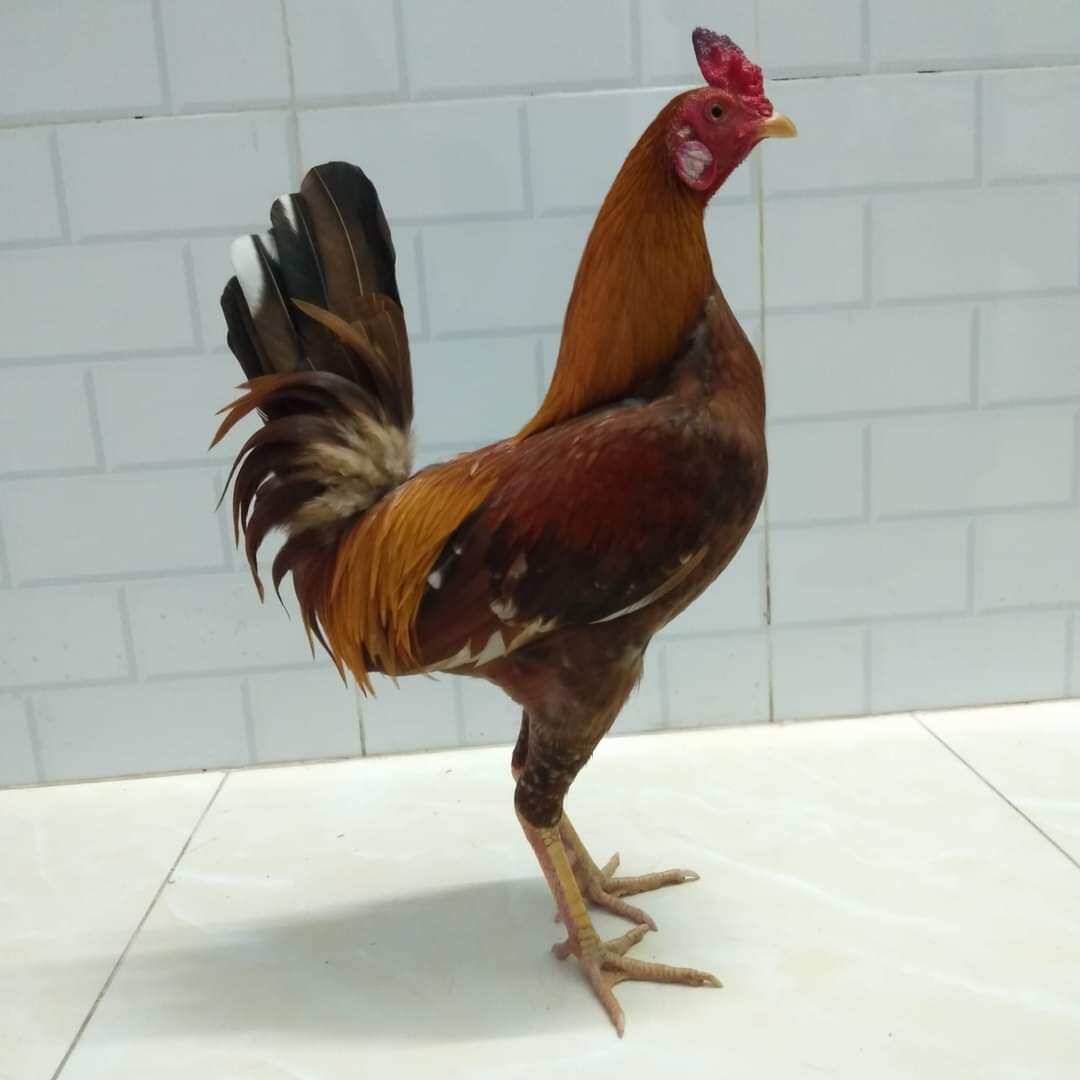 10 trứng gà khét siêu mỹ f1 ấp nở. bao ấp nở cho a e