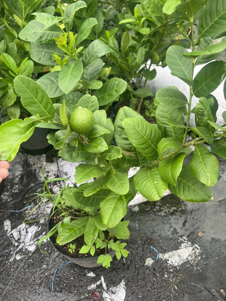 Chanh Mỹ vàng đang trái