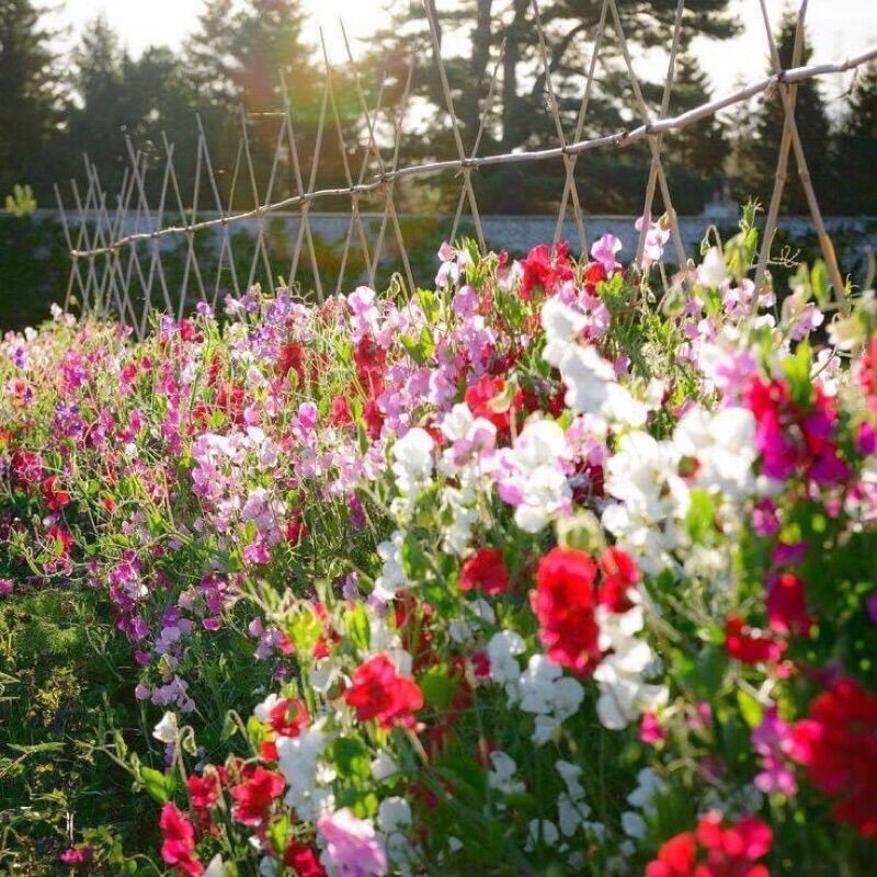 Chuẩn hoa 🌹 tết 🌸hạt giống hoa đậu thơm