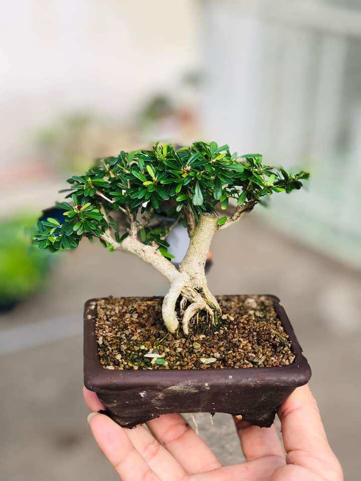 Super Mini 86 Fir Tree with Bat Trang Pot