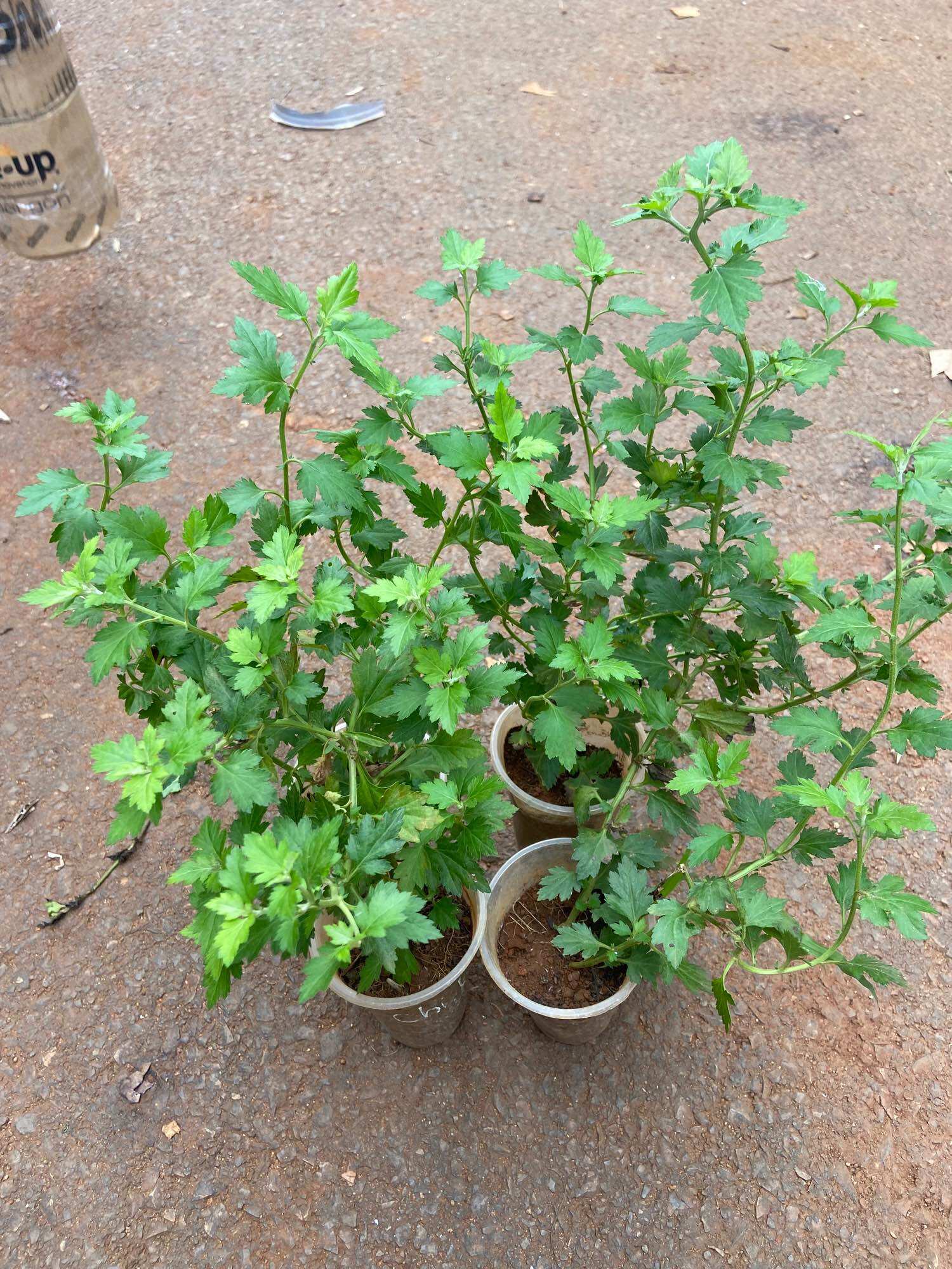 Cây giống cúc làm trà (cúc chi vàng, cúc chi trắng, cúc kim, cúc cổ)