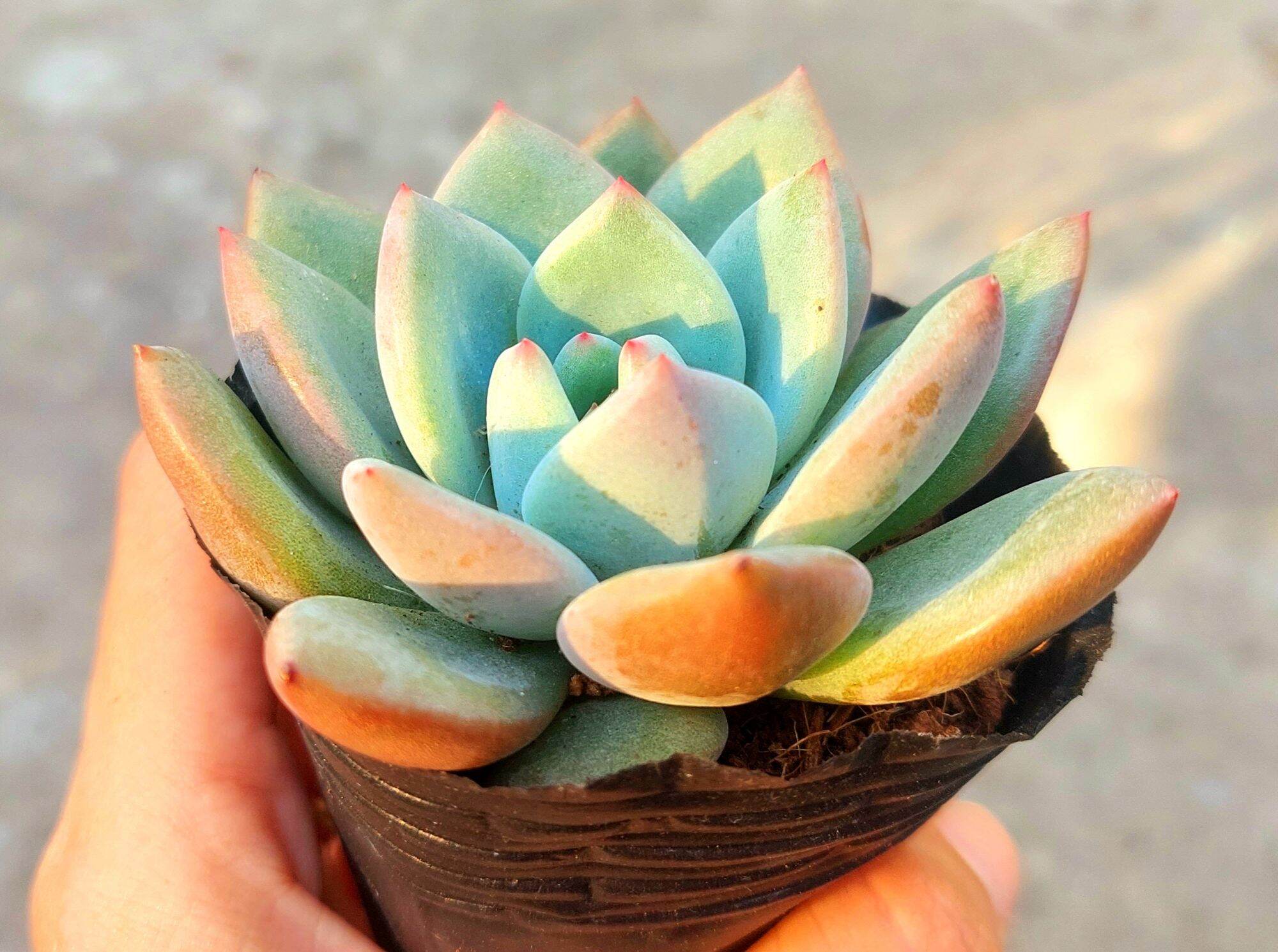 Sen đá PHA LÊ ĐỎ size bầu