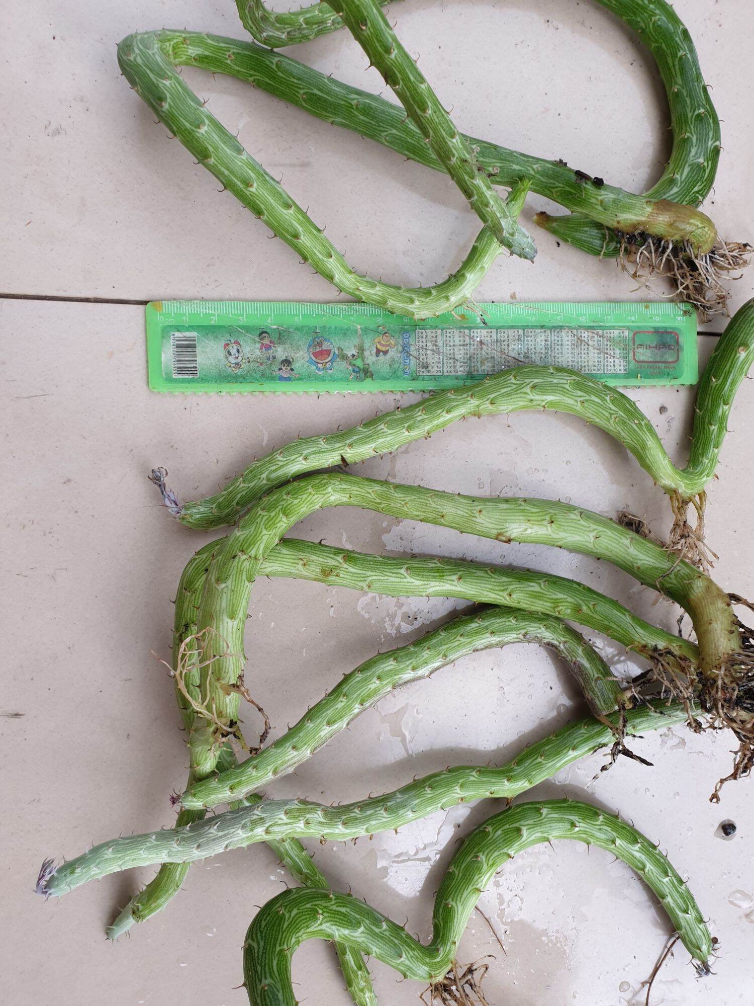 Sao biển rắn biển cọng to dài hơn 20cm