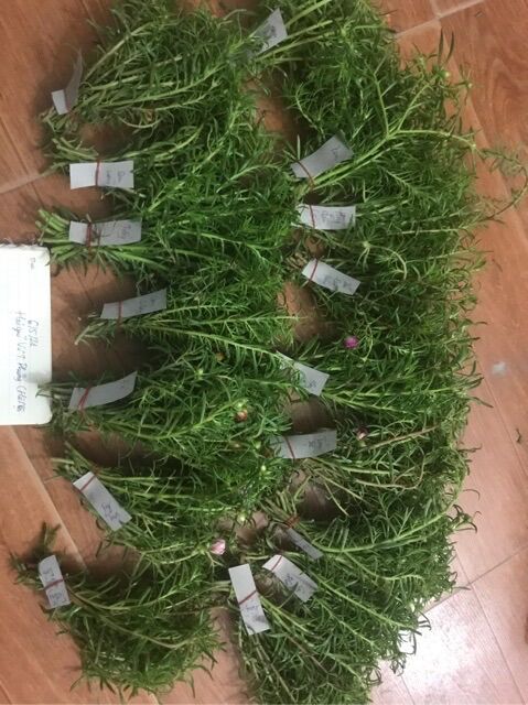 Hoa 10h thái(16 màu mỗi bó 1 màu)