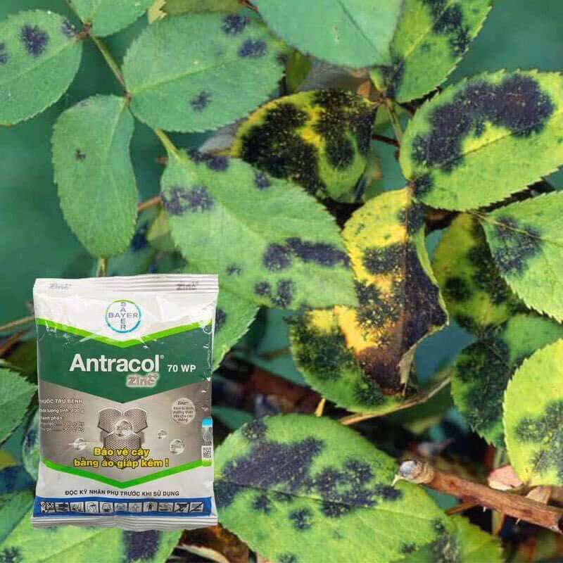Thuốc trị nấm bệnh Antracol