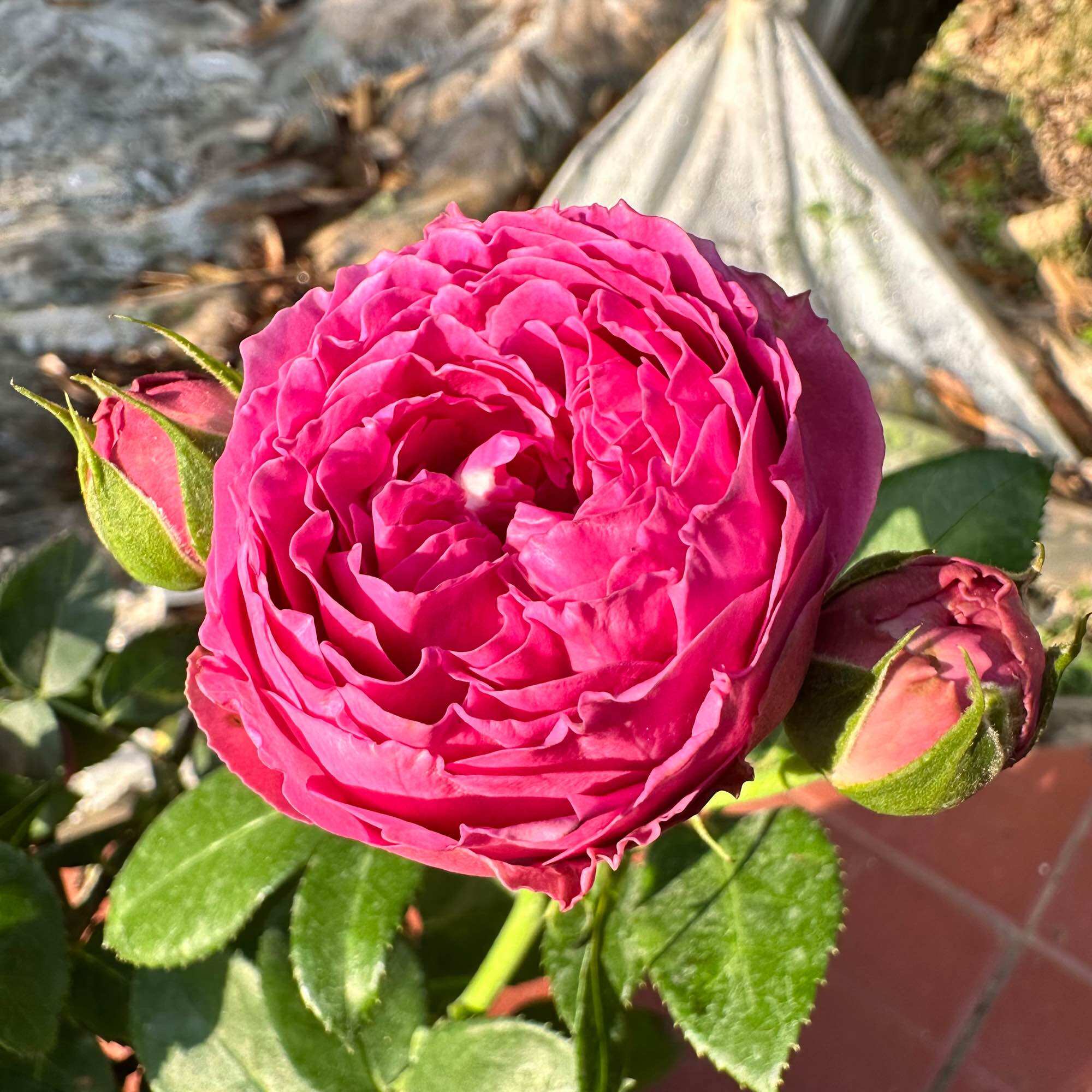 Hoa Hồng Misty Bubbles Rose - hồng bụi, hoa chùm, siêng hoa