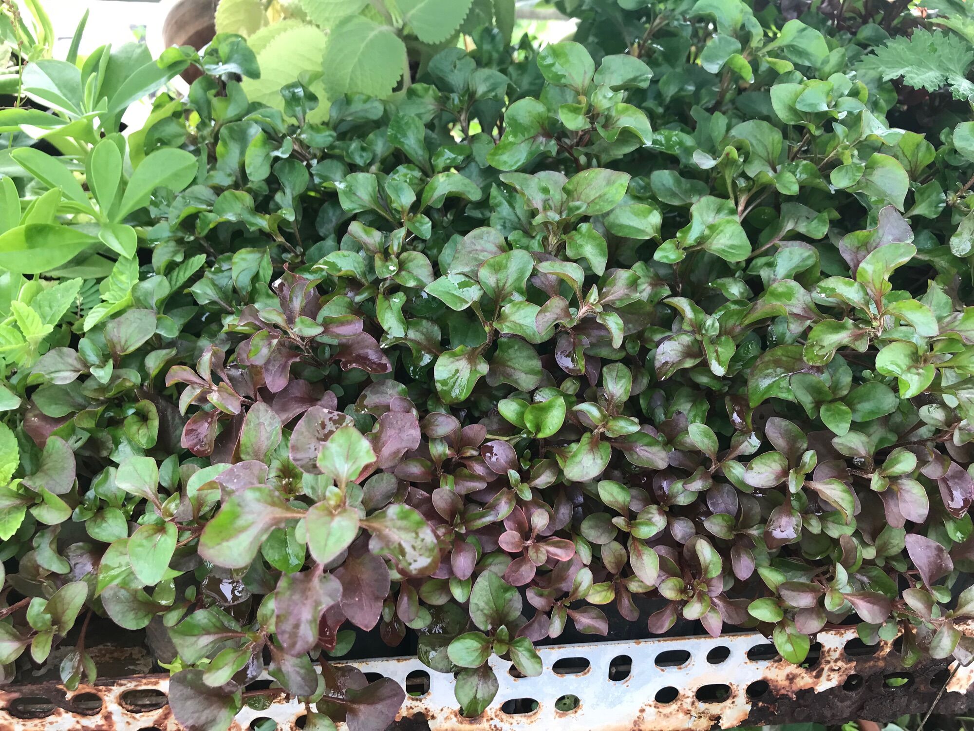 Chậu cây cải xoong Nhật ( dền Nhật)