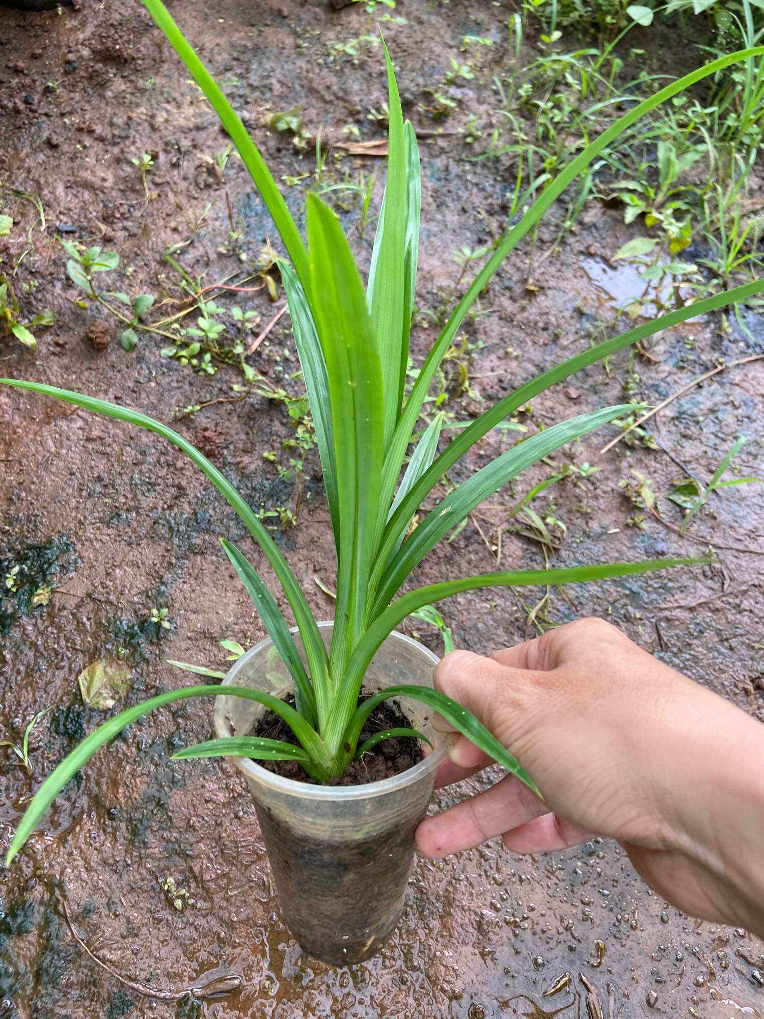 Cây giống lá dứa (lá nếp)