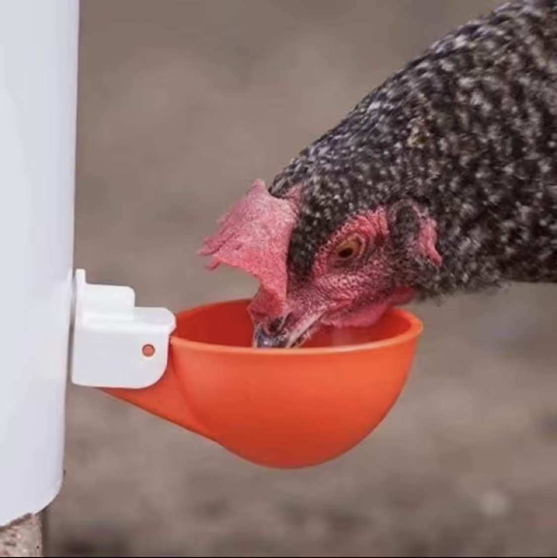 1 Máng uống nước cho gà tự động.