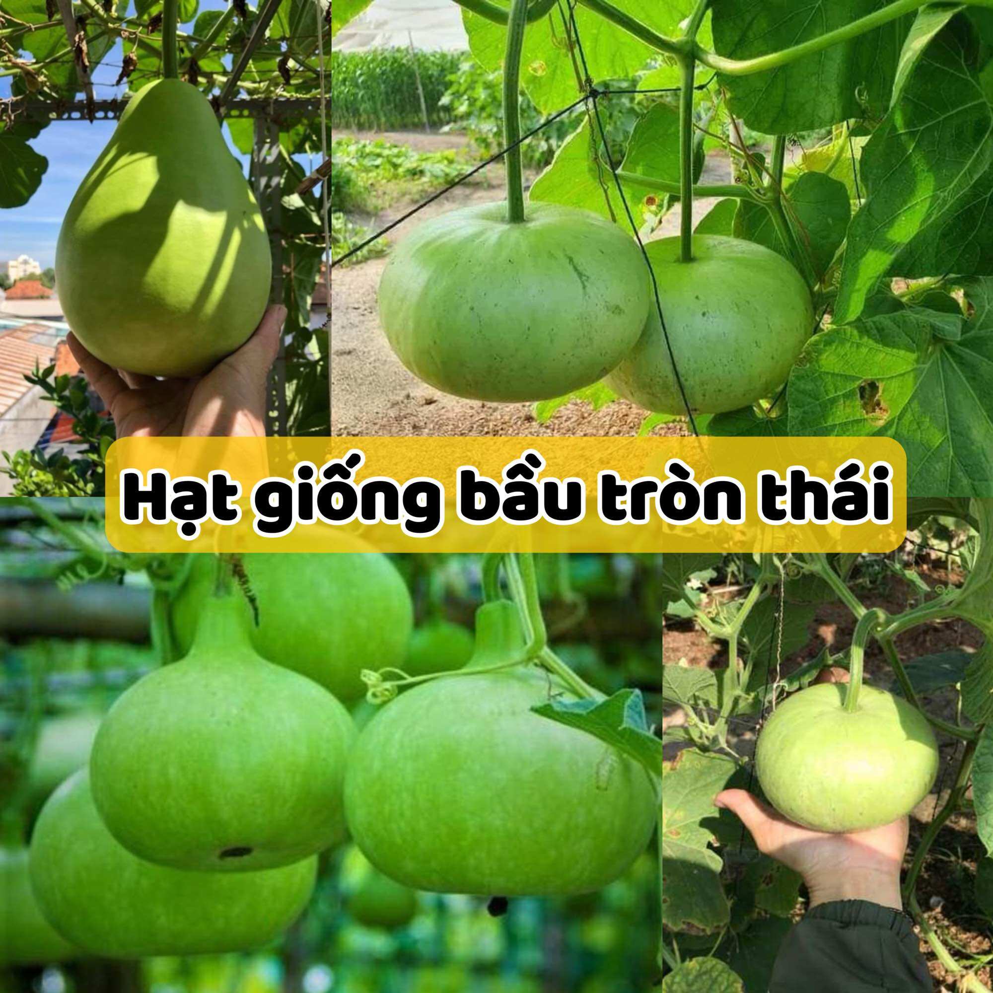 Hạt giống bầu tròn Thái - Trái Ngọt, Trồng Quanh Năm