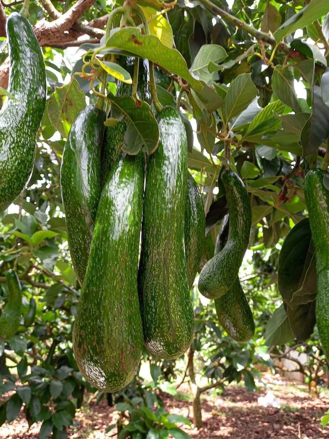 CÂY BƠ  SÁP 034,Bơ trái dài dẻo,hạt lép