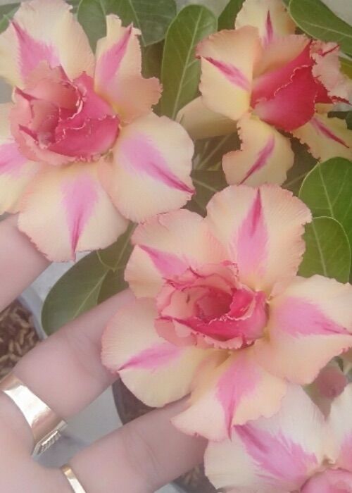 Vua sứ thái: 30 hạt sứ thái cánh kép 10 màu.