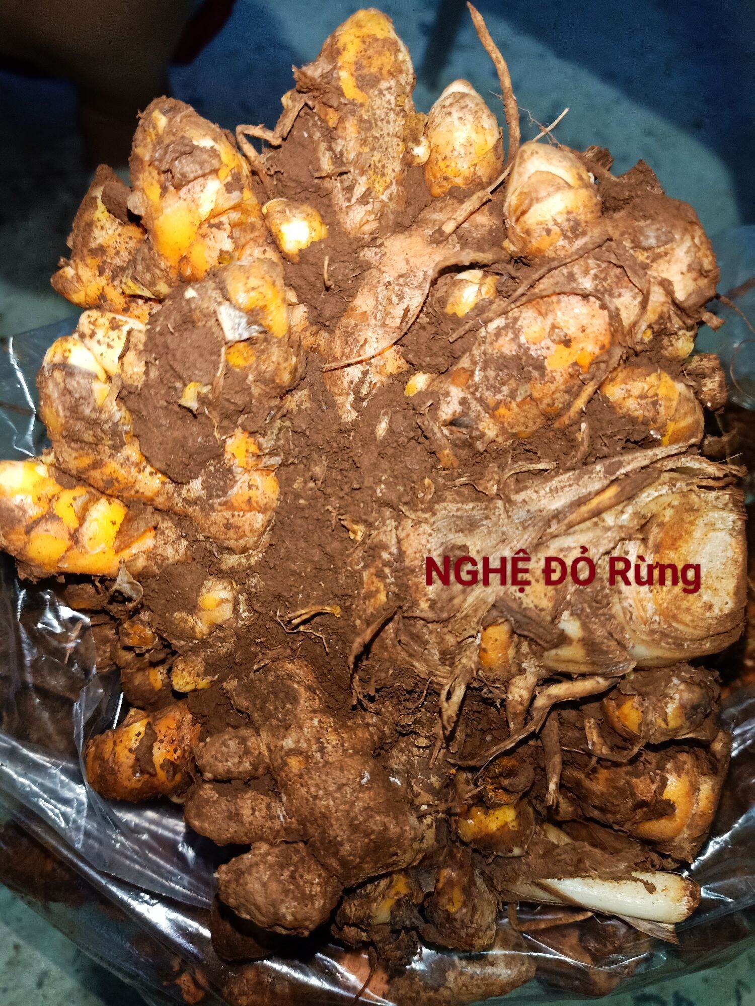 NGHỆ ĐỎ đào ở rừng không pha trộn