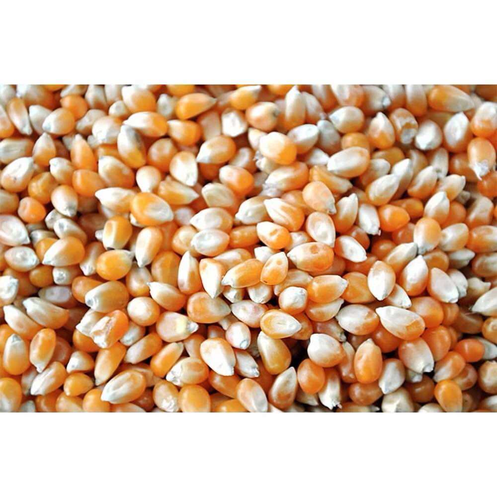 1kg of Corn Kernels to Make Popcorn