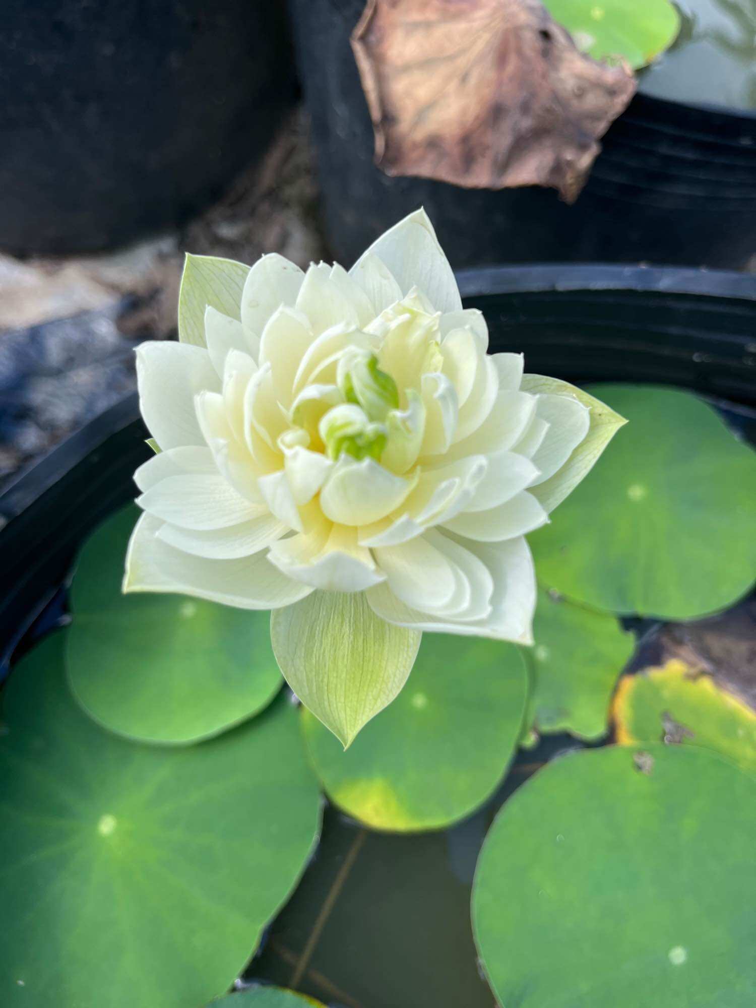 Củ sen mini trắng