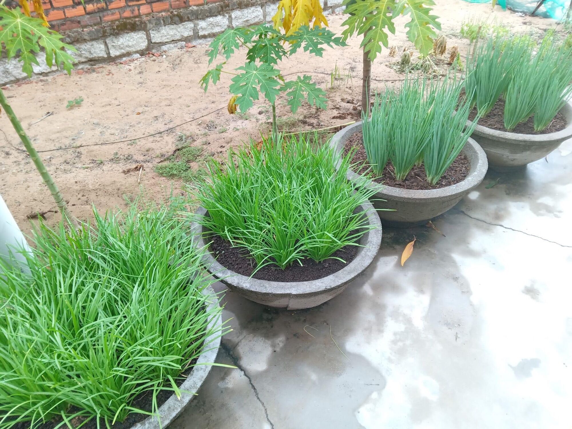 Củ giống cây rau hẹ trồng (5kg gốc hẹ giống 330k)