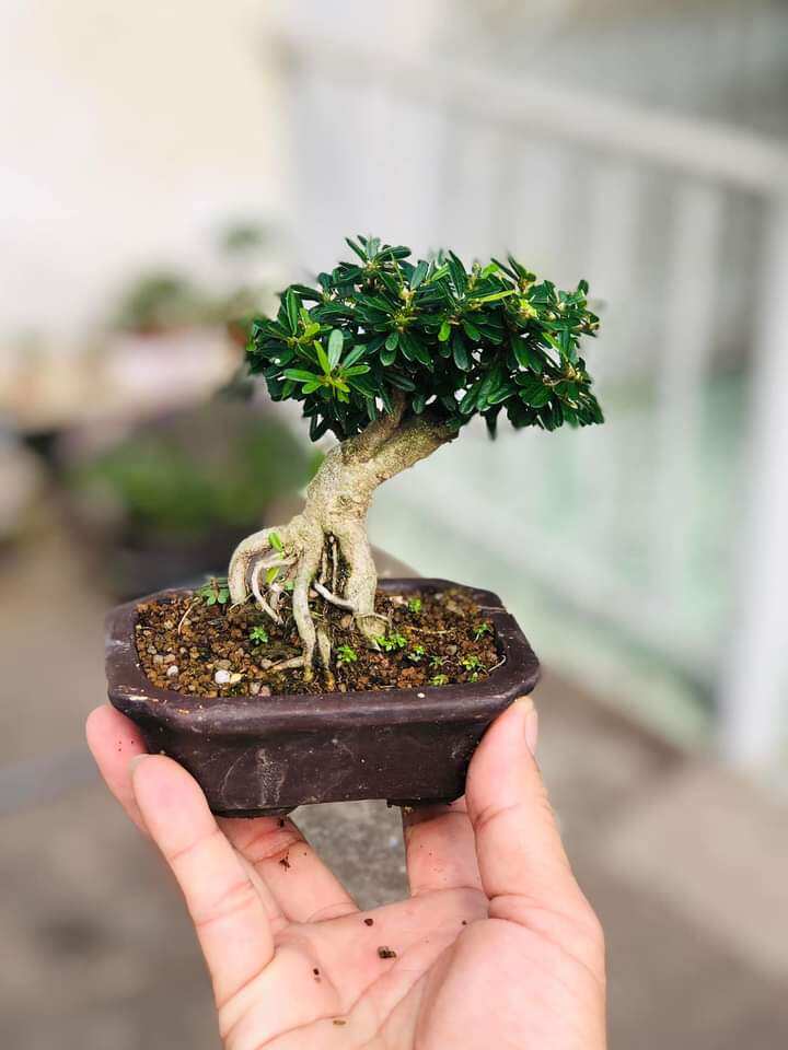 Super Mini 86 Fir Tree with Bat Trang Pot