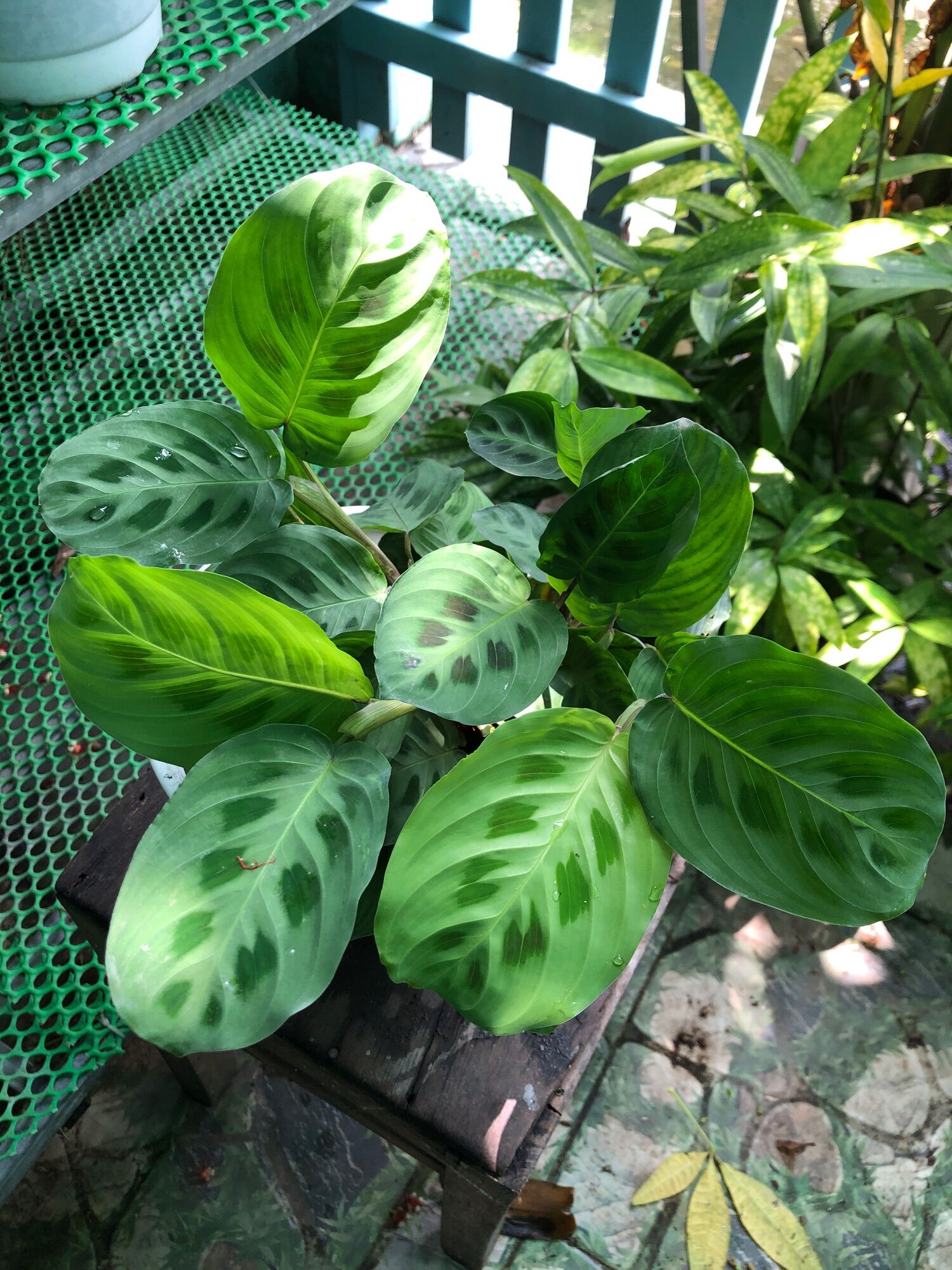 Chậu đuôi công xanh/ Green Maranta
