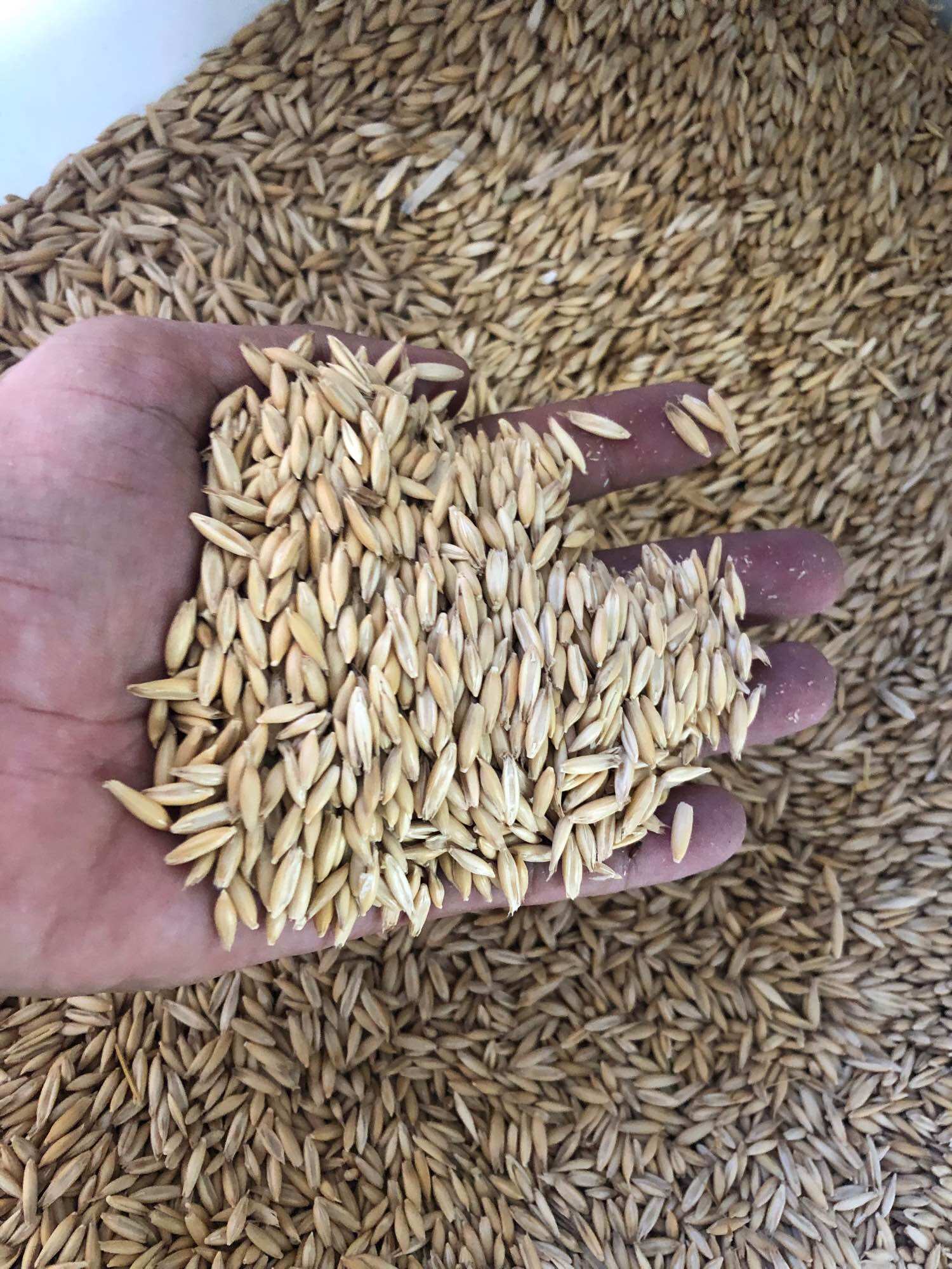 500g Hạt yến mạch cho gà, vẹt, hamster, sóc