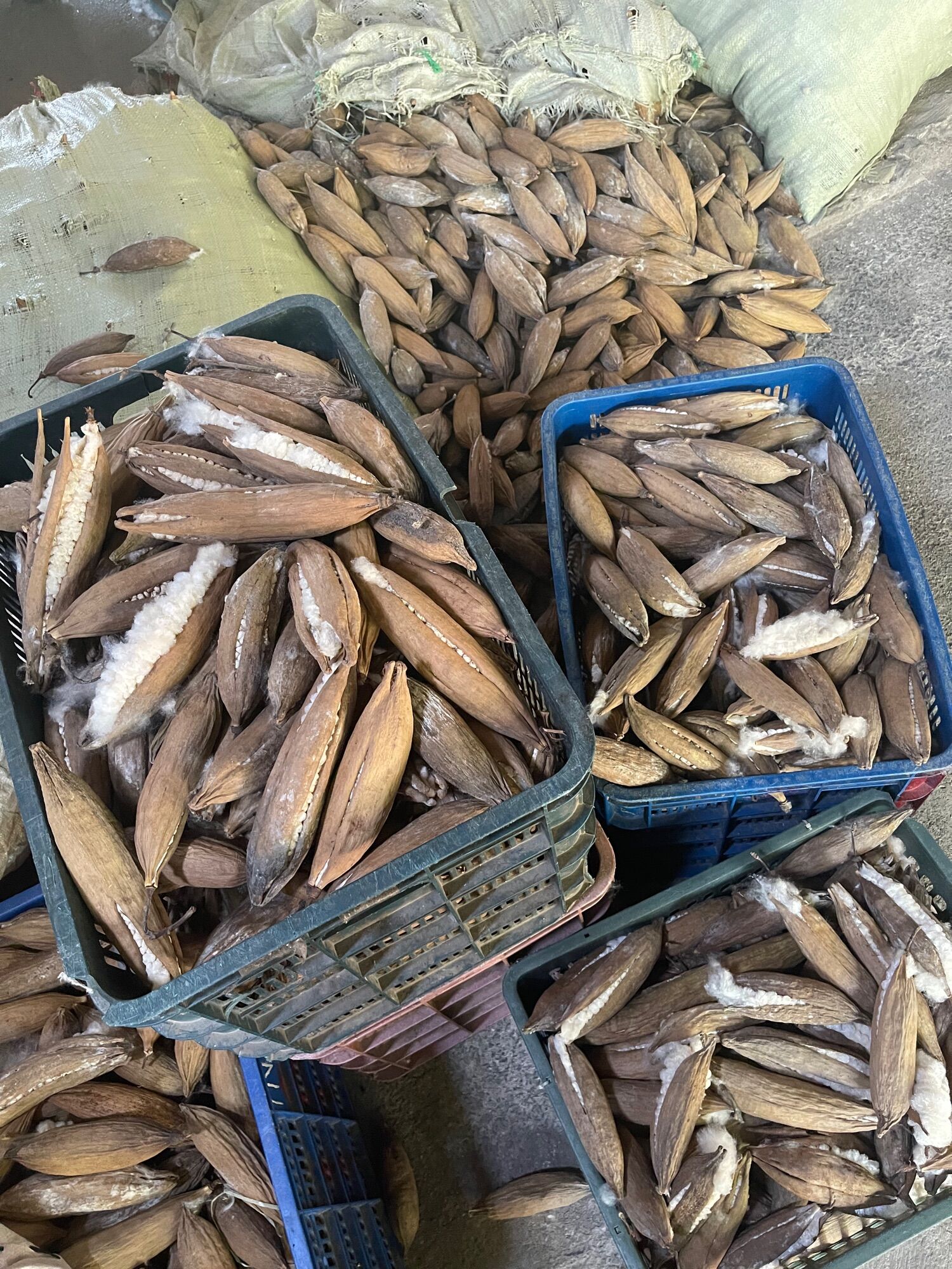 Bông gòn tự nhiên 100% từ trái gòn(1kg)