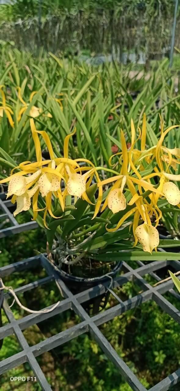 Lan Brass hoa vàng trưởng thành đang nụ