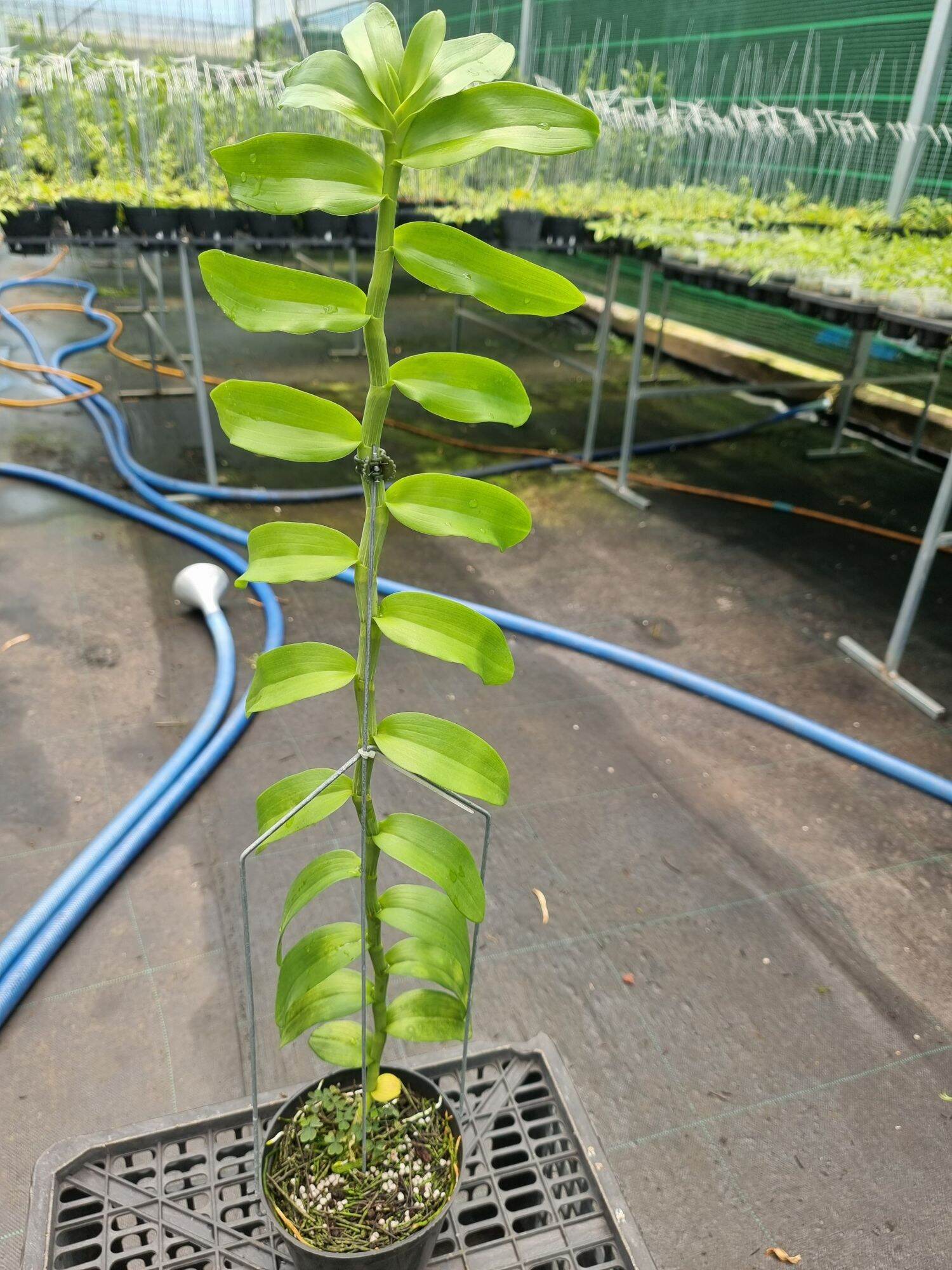 hoa lan lục bình trồng trong chậu phi 14