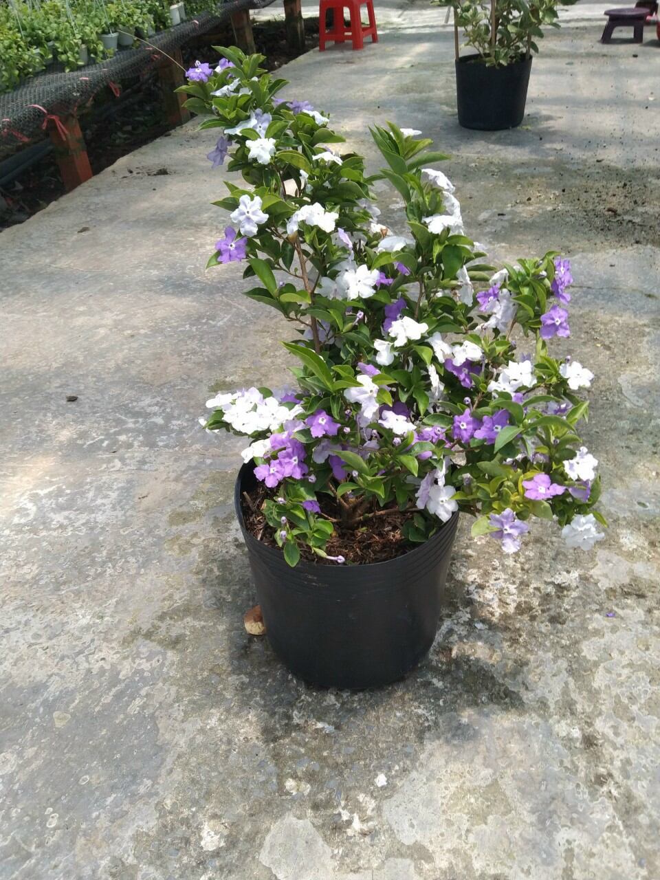 Lài nhật thơm ngọt