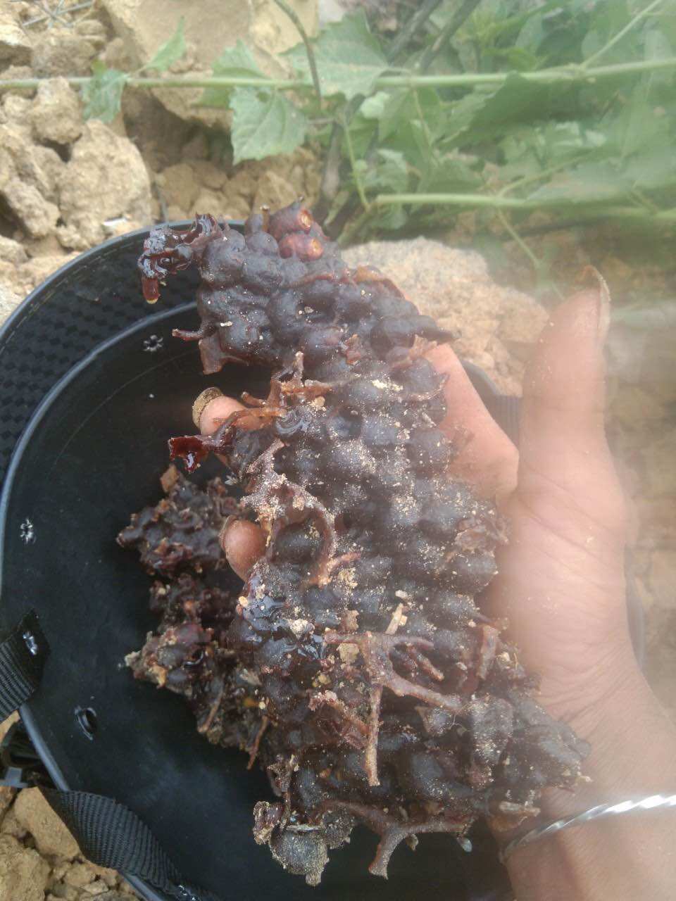 Mật ong dú( 0ng rú, ong lỗ) rừng đăk lăk( quý hiếm)vắt lít