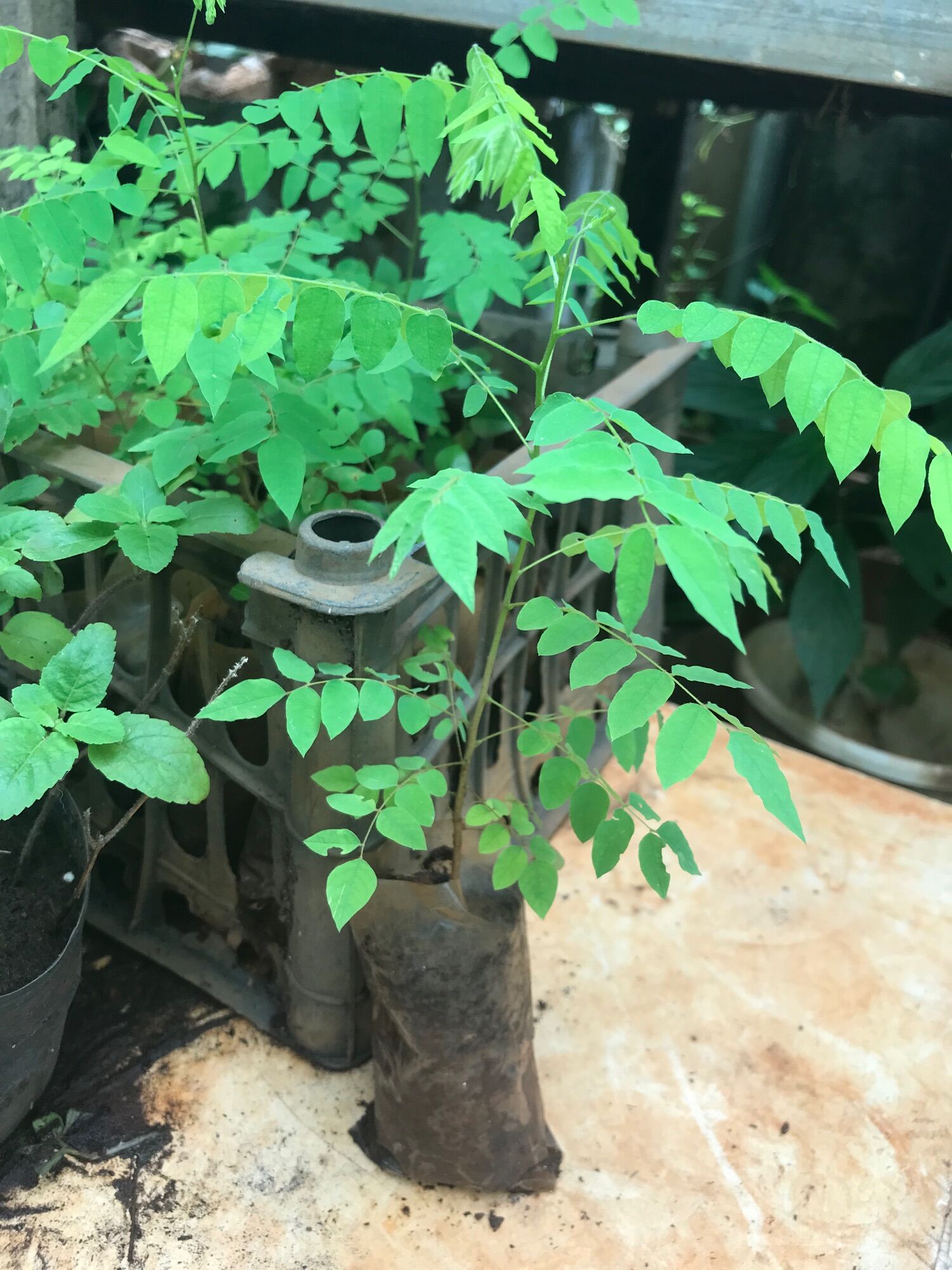 Cây khế tàu giống