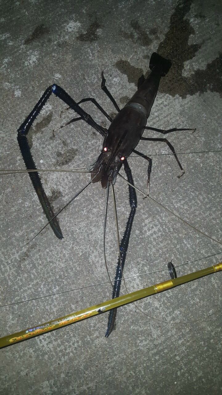 TINH MÙI CÂU TÔM CÀNG XANH MAYME
