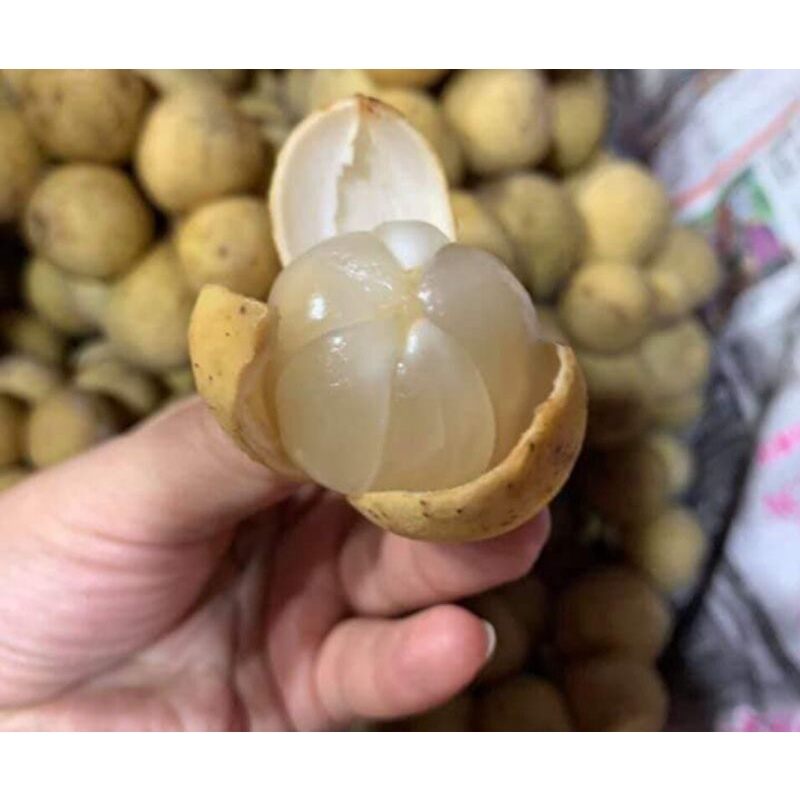 Cây bòn bon thái