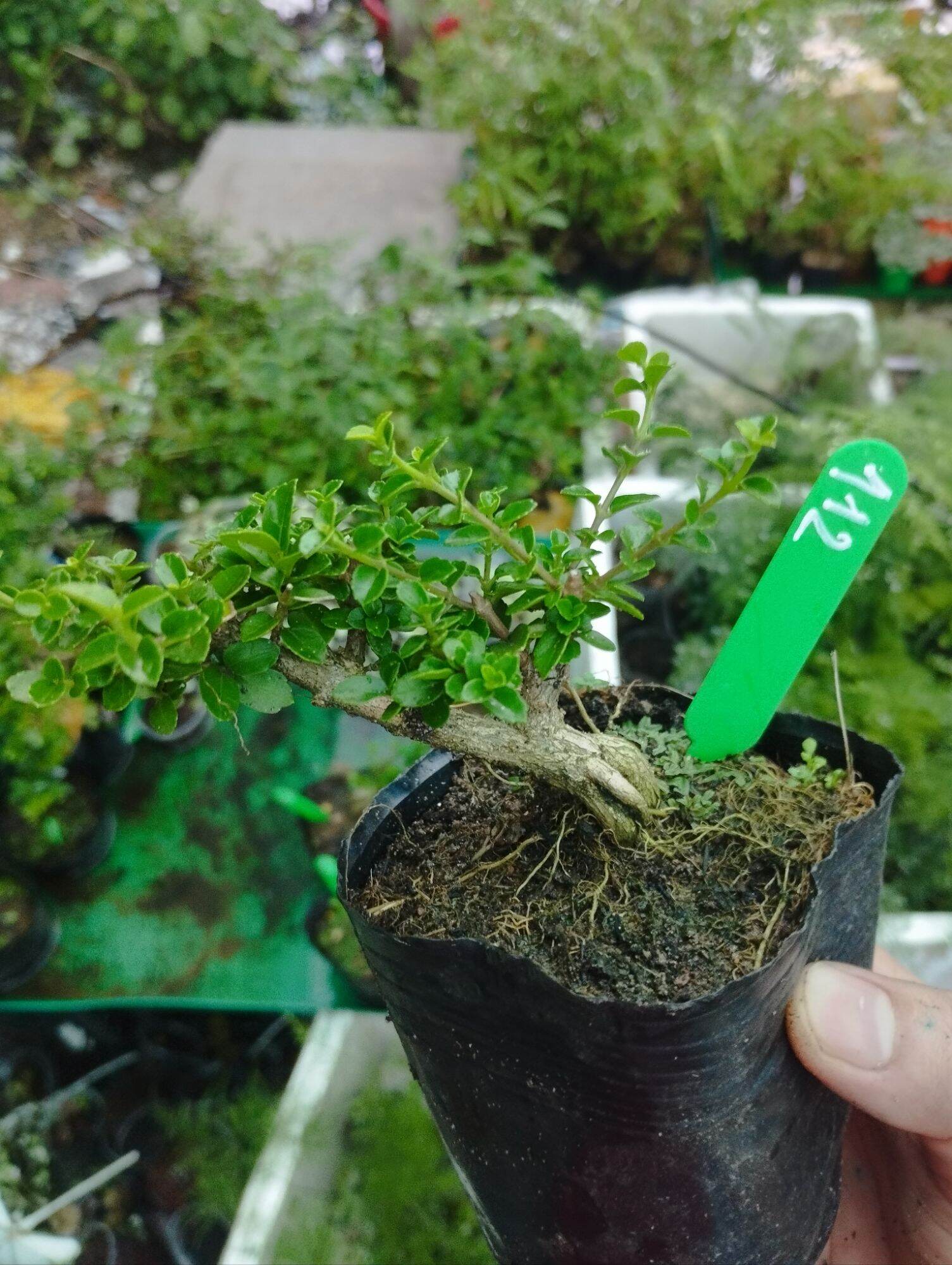 San hương mini bonsai