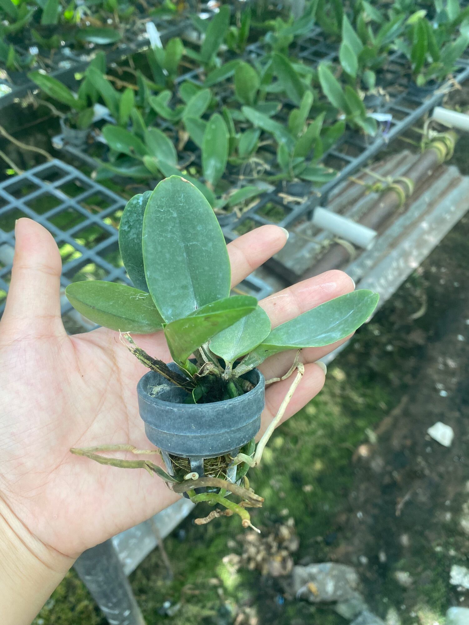TNX60 - Hoa Lan Cattleya Amazing Rainbow - Cây Con