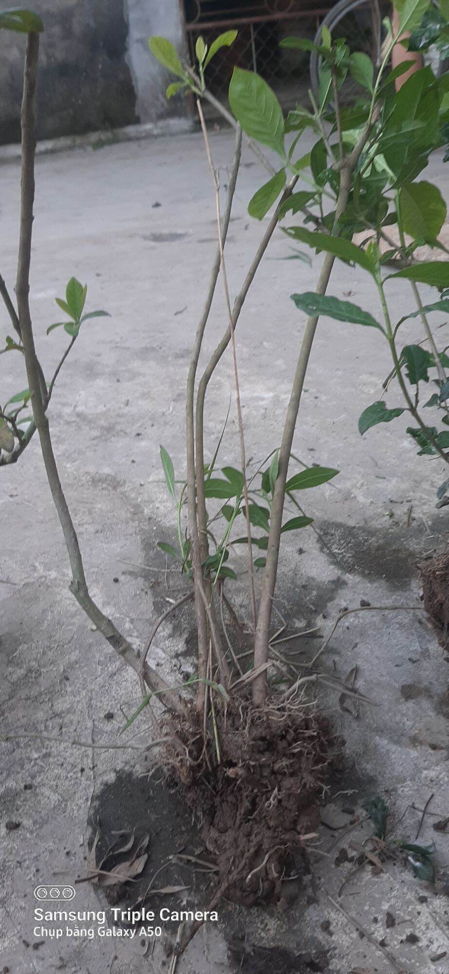 Cây dành dành 6 cánh (gốc zeri)
