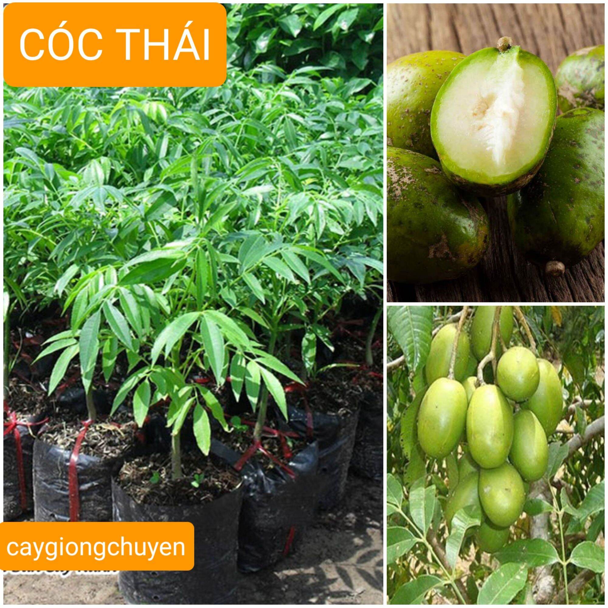CÂY GIỐNG CÓC THÁI CHO QUẢ QUANH NĂM