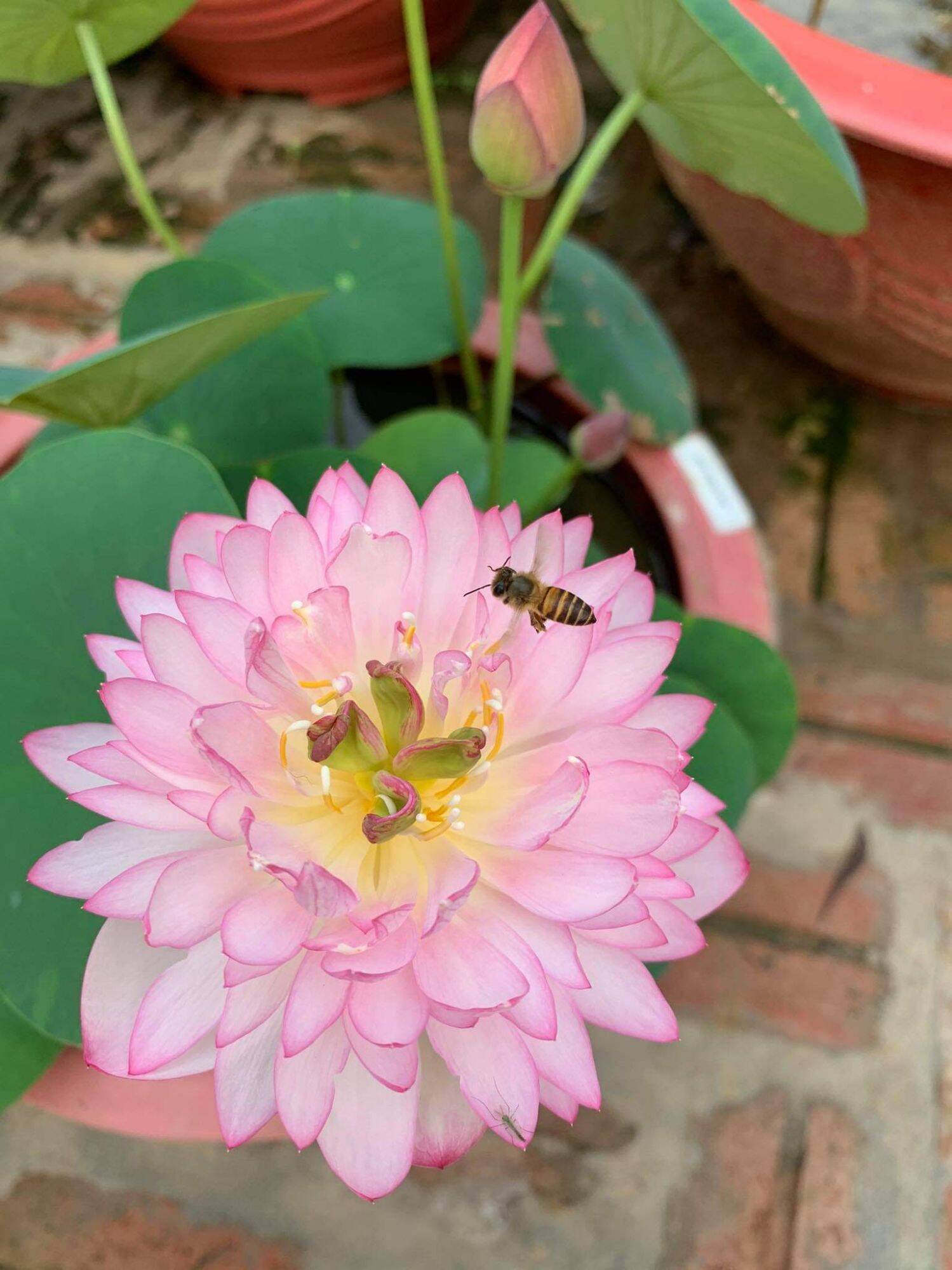 củ sen cung đình mini