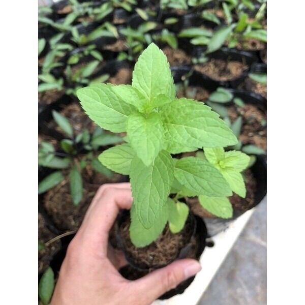 Cây Bạc Hà Nhật 🌿 ( JAPANESE MINT 🪴)