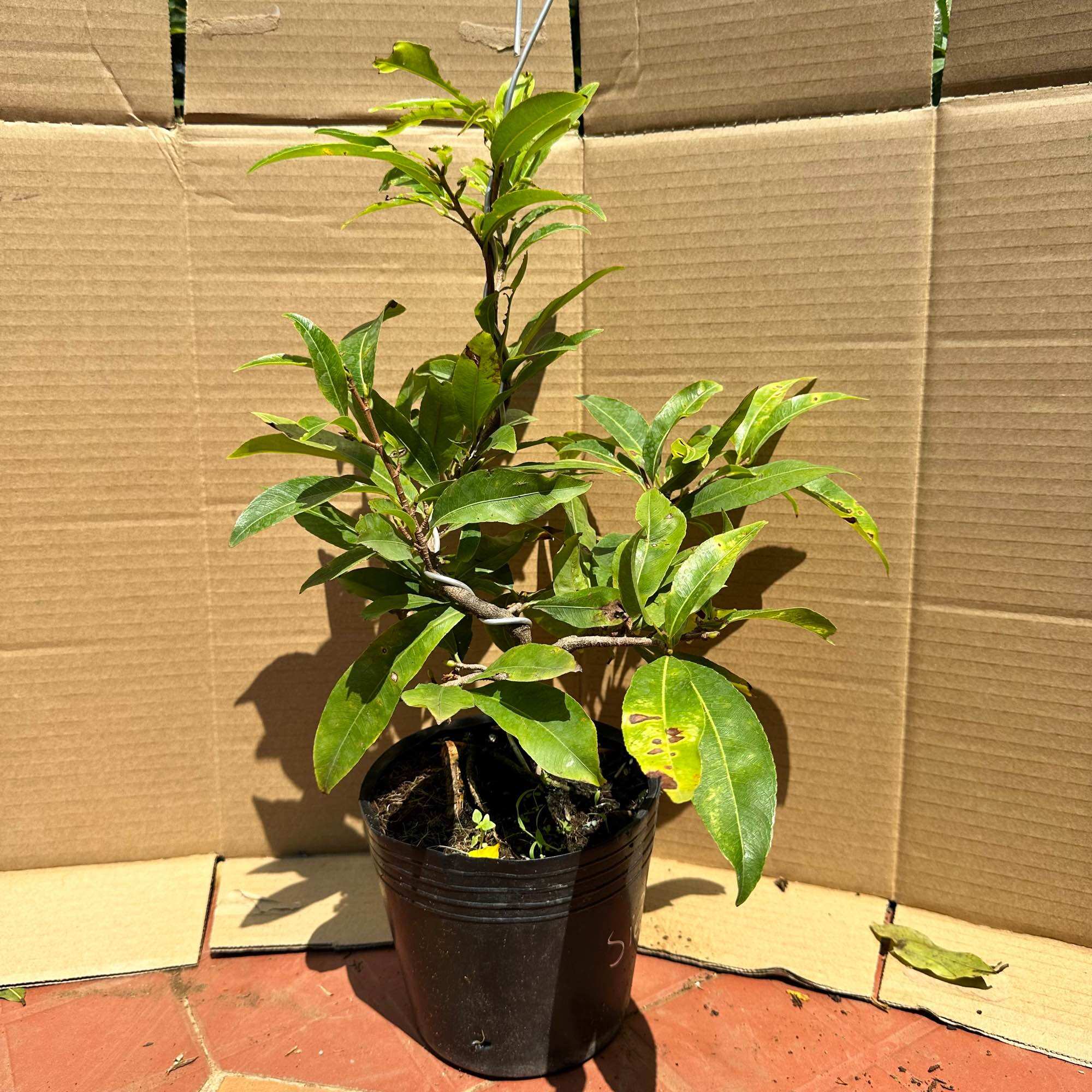 Cây mai giảo siêu bông siêu nụ - hoa rất nhiều, hoa to, bonsai gốc ghép