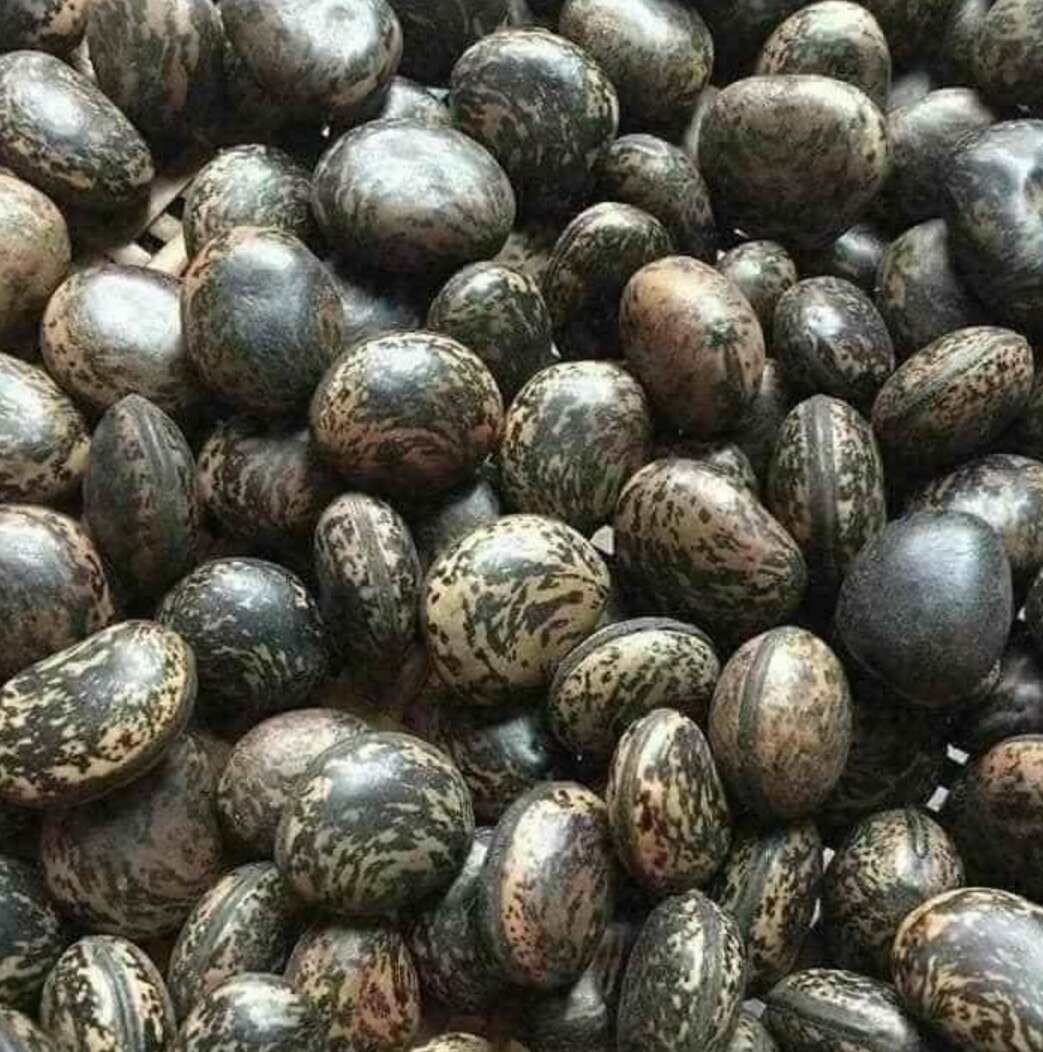 Hạt đậu lào hút độc