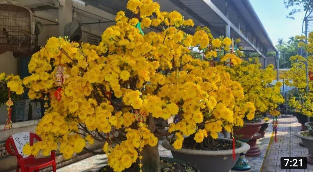 MAI CÚC THỌ HƯƠNG, LÔ CÂY NHIỀU BO