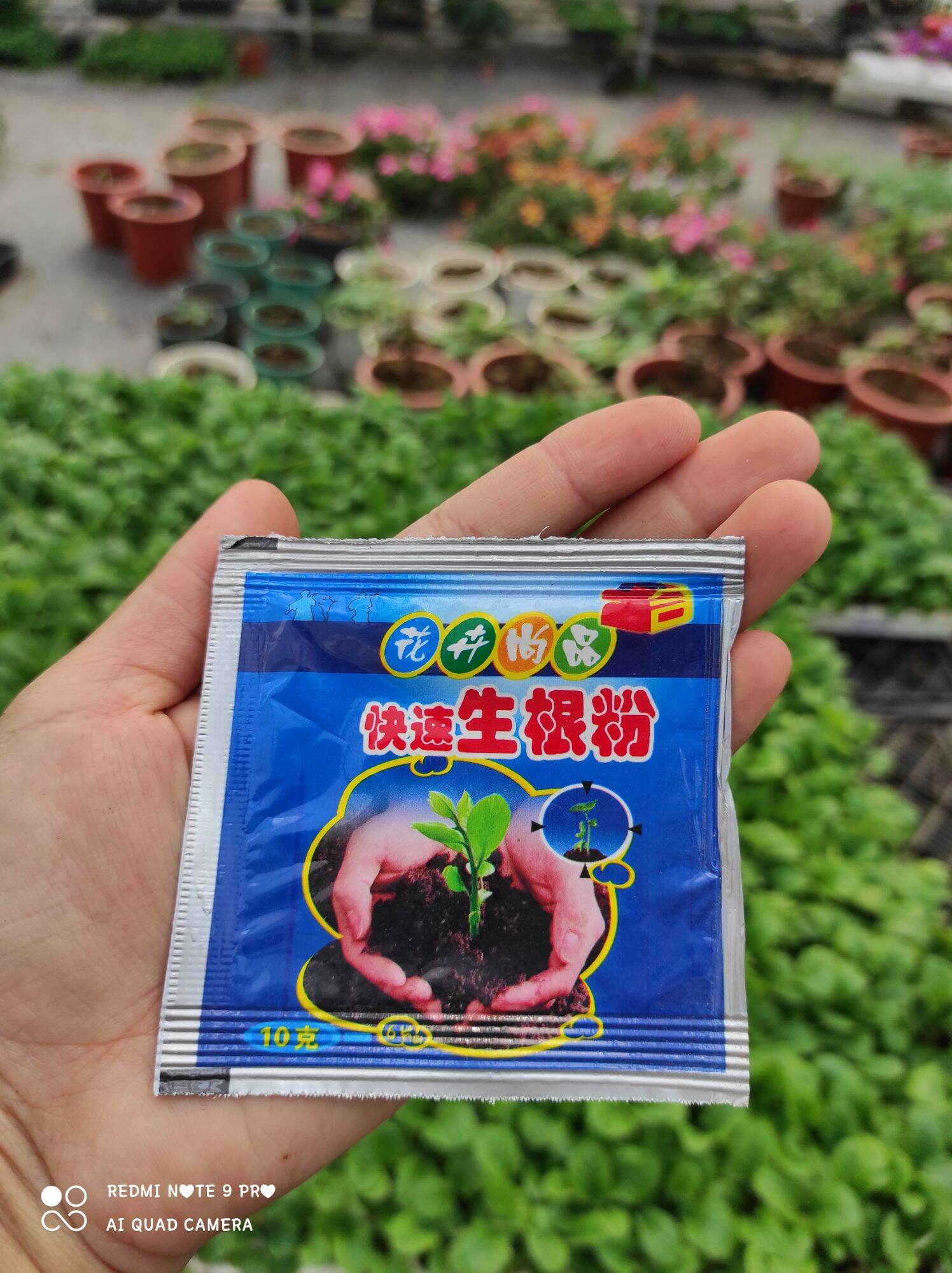 Siêu kích rễ cây trồng