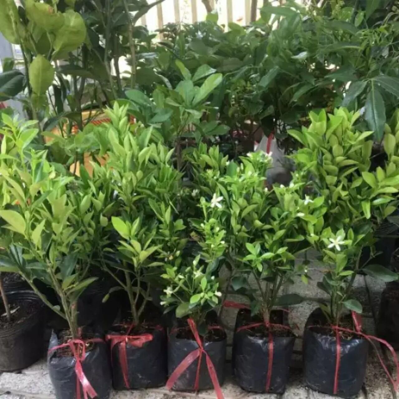 Cây giống tắc ngọt có sẵn trái