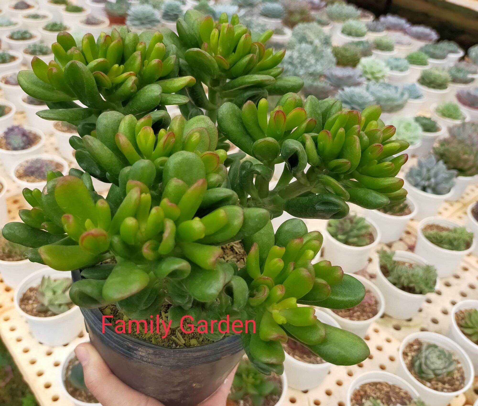Sen đá ống điếu ngược 🌲 cây siêu cute ❤️ xuất vườn đalat 🌵 số lượng có hạn ❄️