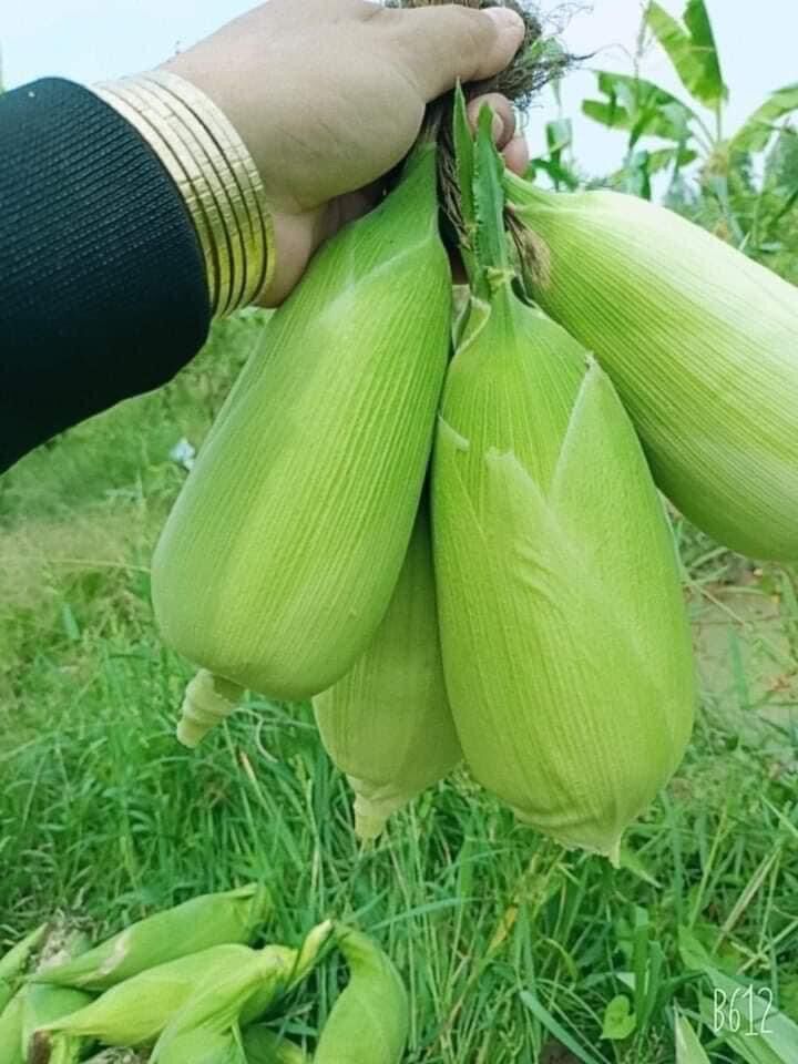 500g hạt giống bắp nếp nù sữa