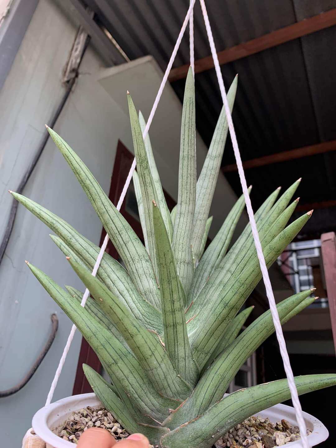 Cây lưỡi hổ lá tròn, da sáng màu, form xoè - Sansevieria Boncel Hybrid 'Silver Crown'